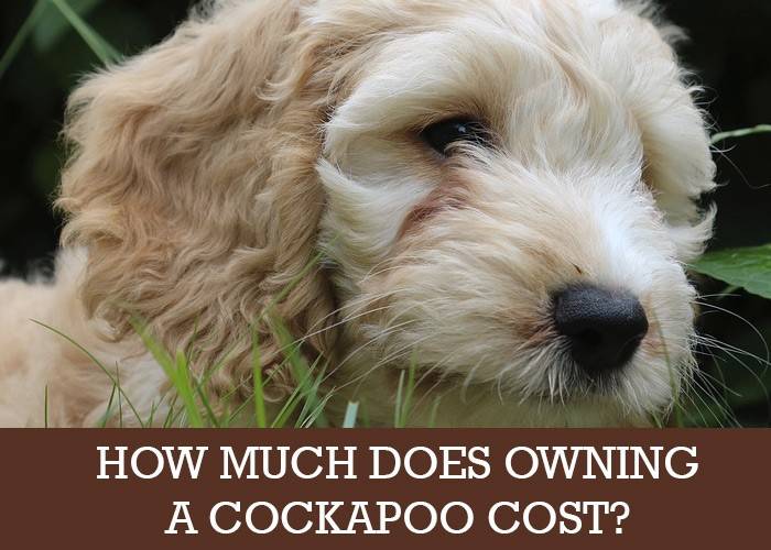 How Much Does Owning a Cockapoo Cost? - Cockapoo HQ