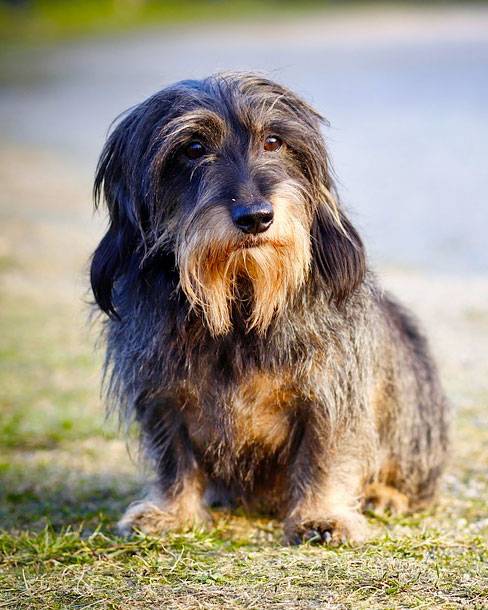 Cockapoo and Dachshund Mix: The Doxiepoo Cockapoo HQ