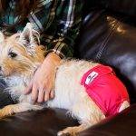 Should you use Dog Diapers?