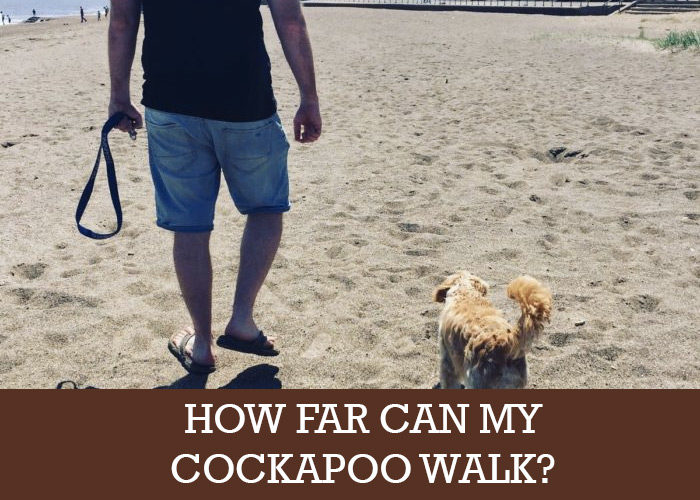 How Far Can A Cockapoo Walk? (From Puppy To Adult)