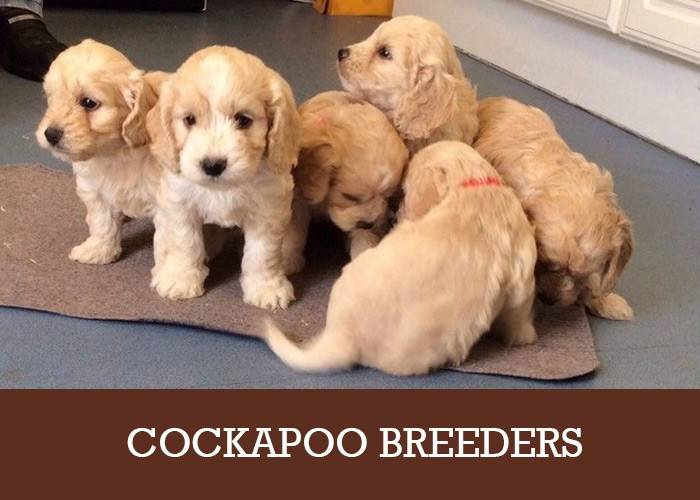 Cockapoo Breeders UK A List Of Reputable Puppy Breeders
