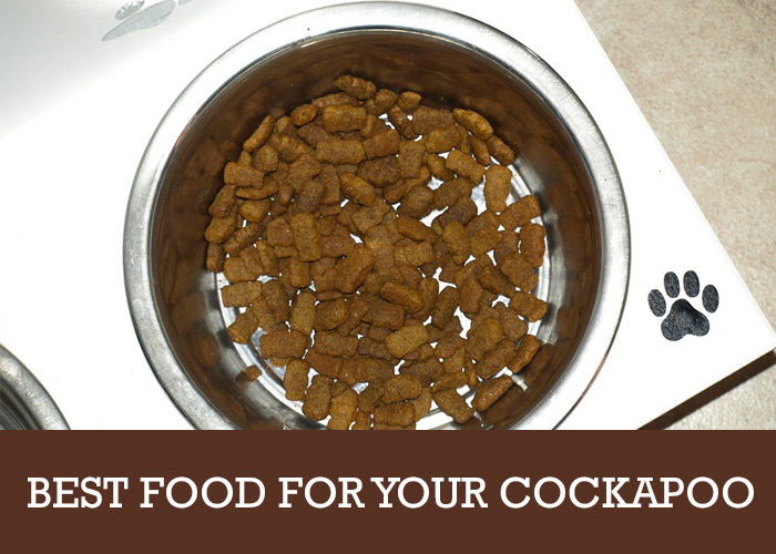 Best Cockapoo Food (Dry Kibble, Wet Food, Puppies and Full Grown)