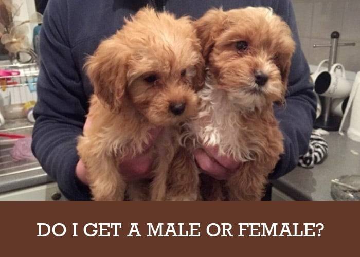 male cockapoo for sale