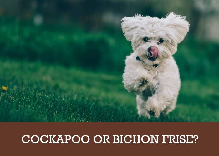 cockapoo bichon frise mix