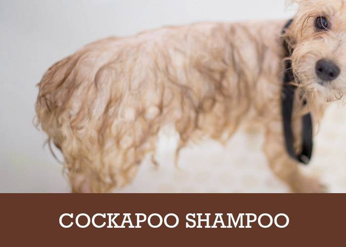 best dog clippers for cockapoo uk