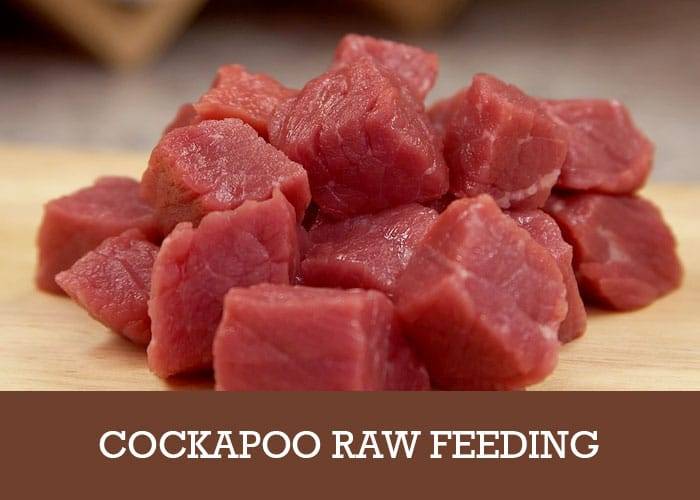 cockapoo raw feeding