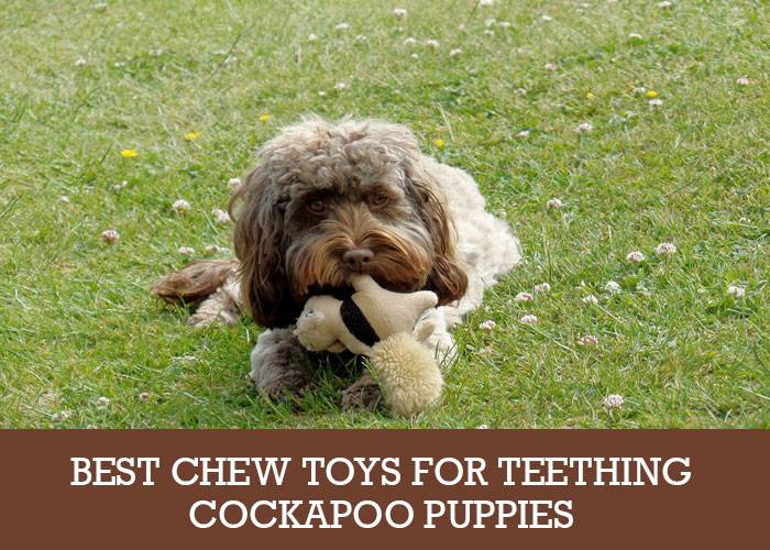 toy cockapoo breeders