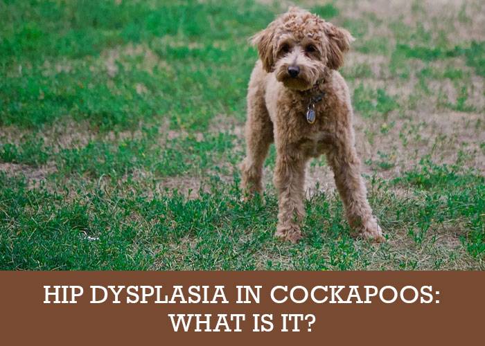 Hip Dysplasia in Cockapoos - Cockapoo HQ