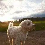 What Should I Do If My Dog Eats a Condom