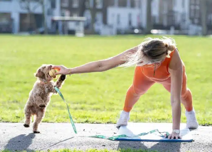 Are Cockapoo’s Suitable For Older People