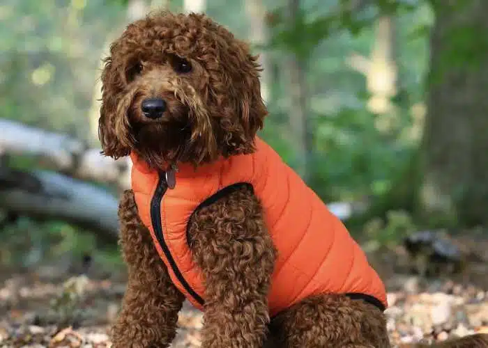 Cockapoo Jackets