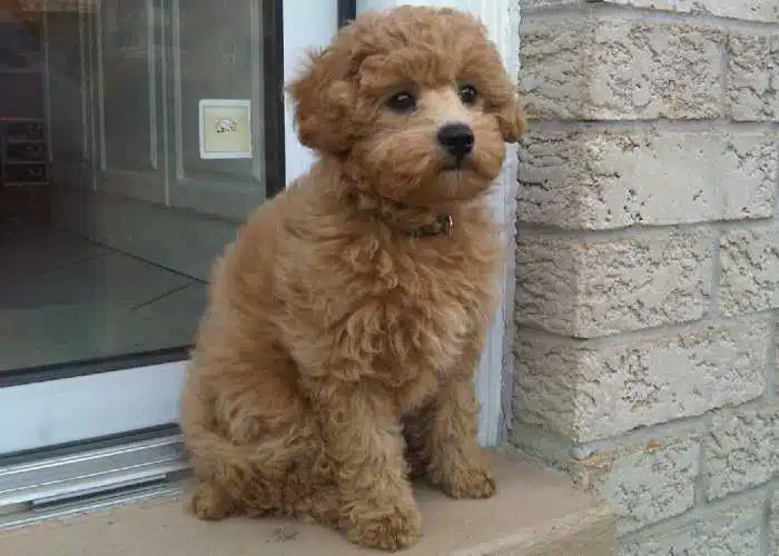 My Cockapoo Refuses To walk