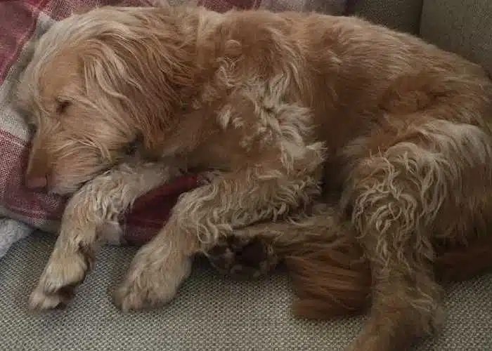 My Cockapoo Sleeps All Day