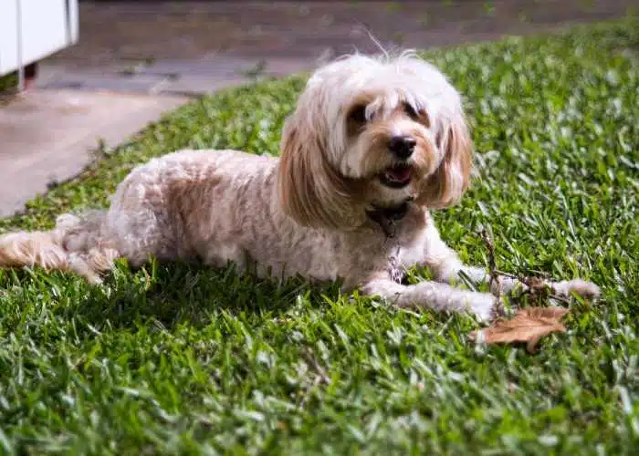 Neighbours Complaining About Your Cockapoo Barking