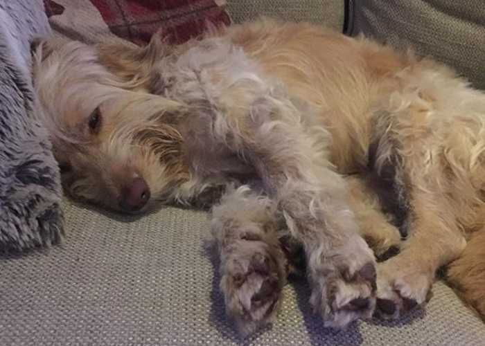 Should You Let Your Cockapoo On the Sofa