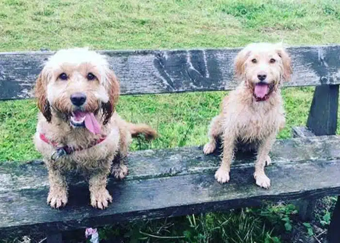 What Do You Wish You Would Have Known When You Got Your Cockapoo Pup