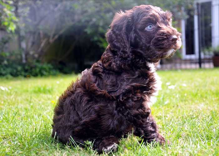 cockapoo ear infection