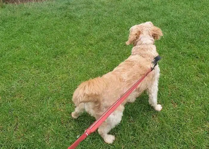 Why You Should Let Your Cockapoo Sniff On A Walk