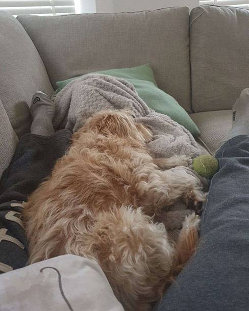My Cockapoo Sleeps All Day Are They Ok Cockapoo Hq