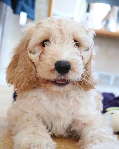 cockapoo puppies for sale uk kennel club