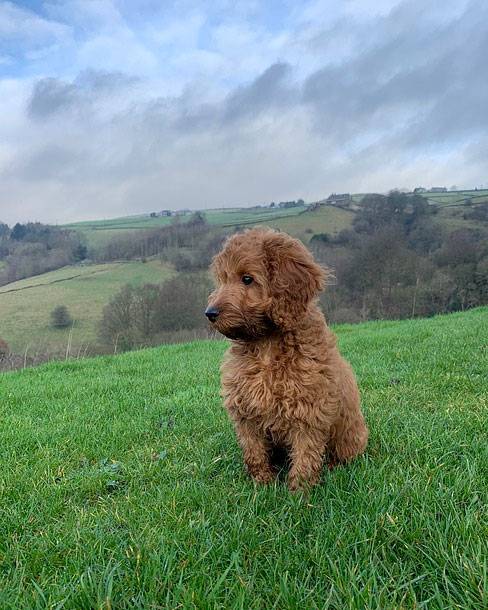 f3 cockapoo puppies