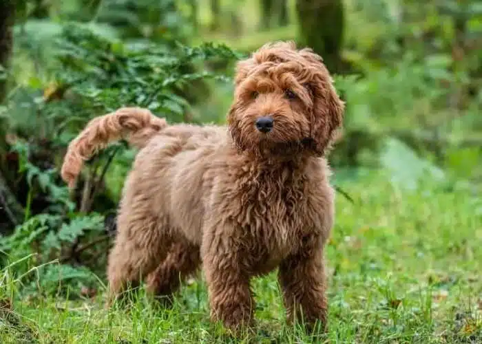 How Does The Fur Of A Cockapoo Change With Age