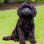 Cockapoo Colours (Pictures, Brown, Chocolate, Red, Black)
